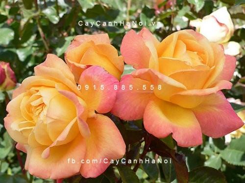 Hoa hồng Dame Elizabeth Murdock Tree Rose