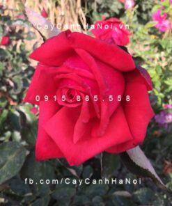Hoa hồng Dolly Parton Tree Rose