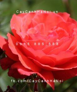 Hoa hồng Dolly Parton Tree Rose