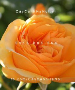 Hình ảnh hoa hồng Fair Tree Rose