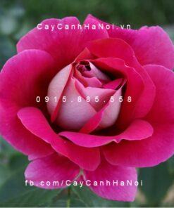 Hình ảnh hoa hồng Flaming Peace Tree Rose