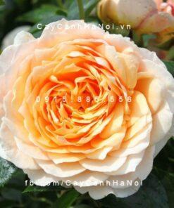 Hoa hồng Ginger Syllabub Tree Rose
