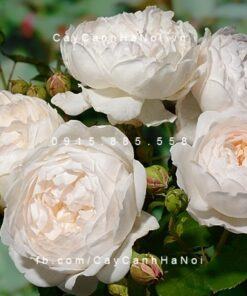 Hình ảnh hoa hồng Glamis Castle Tree Rose