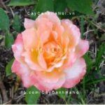 Hoa hồng Grand Impression Tree Rose