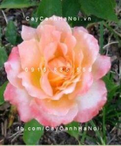 Hoa hồng Grand Impression Tree Rose
