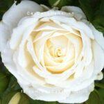 Hoa hồng Guardian Angel Tree Rose