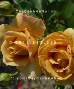 Hoa hồng Honey Dijon Tree Rose