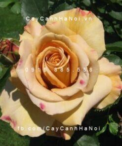 Hoa hồng Honey Dijon Tree Rose