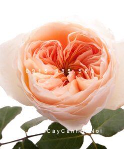 Hình ảnh hoa hồng Juliet Tree Rose