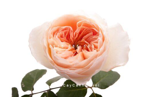 Hình ảnh hoa hồng Juliet Tree Rose