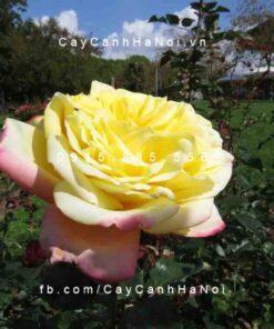 Hình ảnh hoa hồng Kordes Jubilee Tree Rose