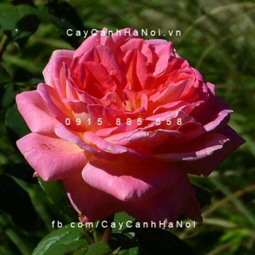 Hình ảnh hoa hồng Liv Tyler Tree Rose
