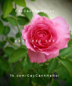 Hình ảnh hoa hồng Liv Tyler Tree Rose