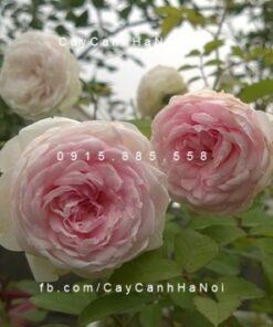 Hoa hồng Ngọc Lung Linh Tree Rose