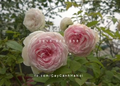 Hoa hồng Ngọc Lung Linh Tree Rose