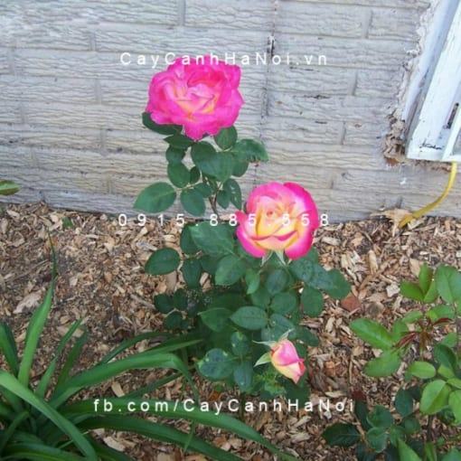Hình ảnh hoa hồng Party Time Tree Rose