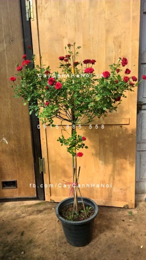 Hình ảnh hoa hồng Pinocchino Tree Rose