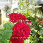 Hoa hồng Pinocchino Tree Rose