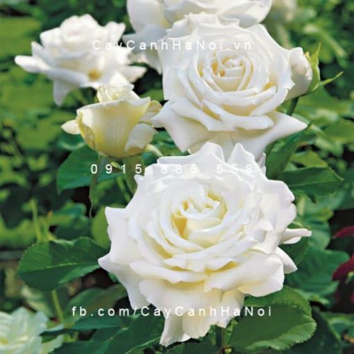 Hình ảnh hoa hồng Pope John Paul II Tree Rose