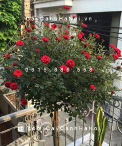 Hình ảnh hoa hồng Red Parade Tree Rose