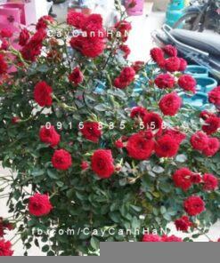Hình ảnh hoa hồng Red Parade Tree Rose