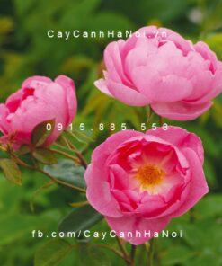 Hoa hồng Skylark Tree Rose