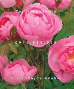 Hoa hồng Skylark Tree Rose