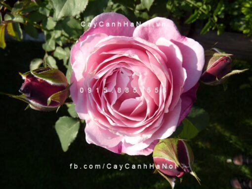 Hoa hồng Soeur Emmanuelle Tree Rose