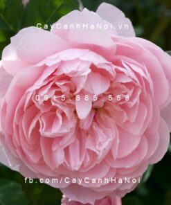 Hình ảnh hoa hồng The Alnwick Tree Rose