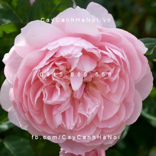 Hình ảnh hoa hồng The Alnwick Tree Rose