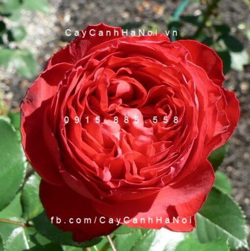 Hoa hồng Traviata Tree Rose