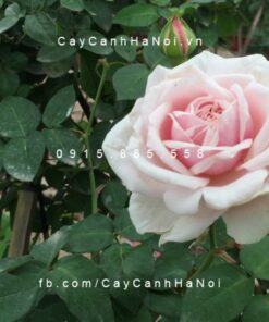 Hoa hồng Văn Khôi