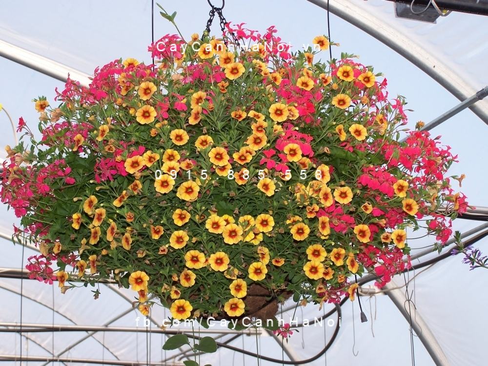 các loại hoa dễ trồng vào mùa hè