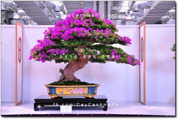 Cây hoa giấy bonsai dùng trang trí nhà ở và sân vườn