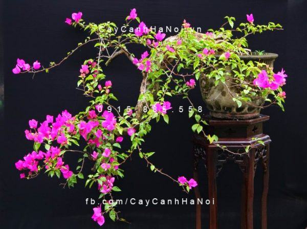 Cây hoa giấy bonsai mọc thành một nhóm gồm 3 hoa và lá bắc