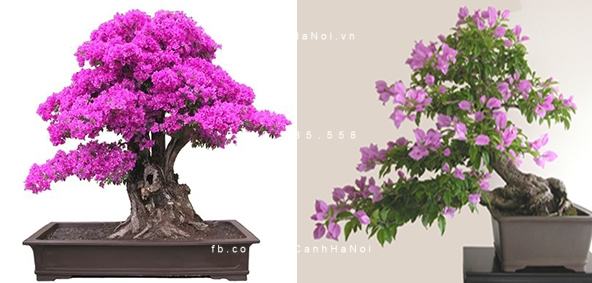Cây hoa giấy bonsai có dáng dùng trang trí nội thất nhà ở