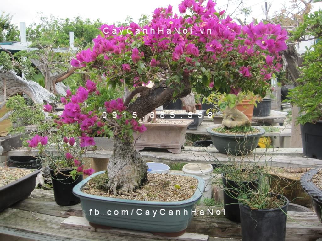 Cây hoa giấy cảnh (3) Cây hoa giấy cảnh (3)