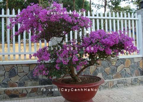 Cây hoa giấy cảnh (4) Cây hoa giấy cảnh (4)