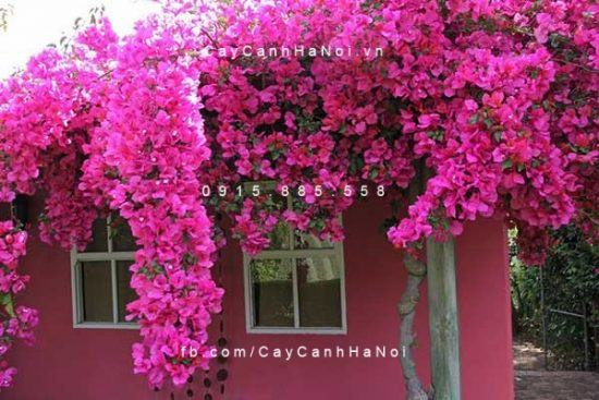 Cây hoa giấy Nhật 3 Thời điểm thích hợp trồng cây hoa giấy đẹp là tháng 4, tháng 9