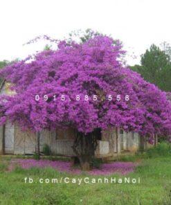 cây hoa giấy màu tím