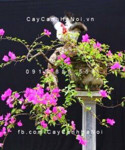 Cây hoa giấy dùng tạo bonsai