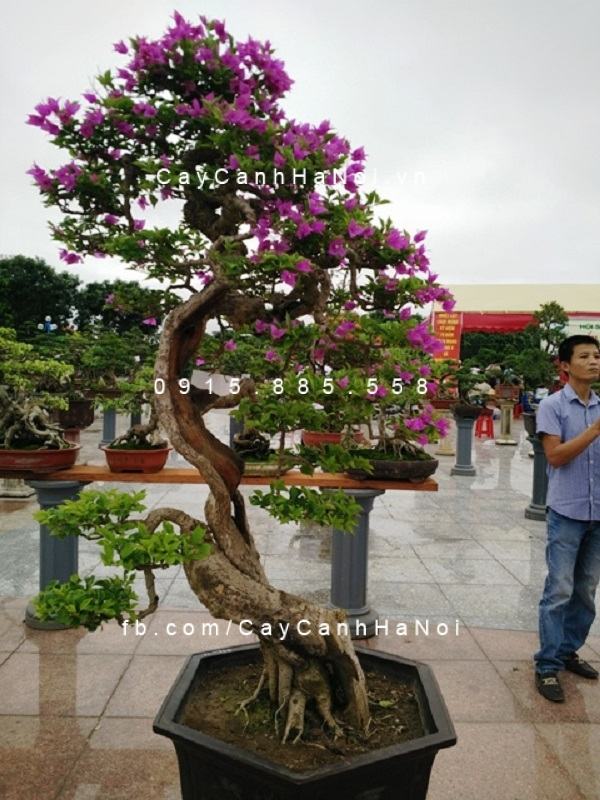 cây hoa giấy cổ thụ được tạo dáng