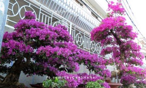 cây hoa giấy thái cây hoa giấy thái