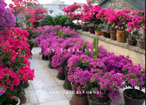 cây hoa giấy thái cây hoa giấy thái