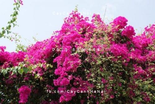 cây hoa giấy thái cây hoa giấy thái