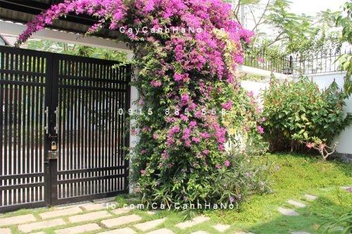 cây hoa giấy trong phong thủy cây hoa giấy trong phong thủy