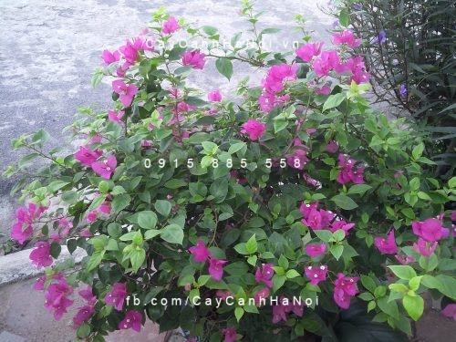 cây hoa giấy tím cây hoa giấy tím