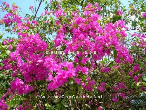 cây hoa giấy wiki cây hoa giấy wiki