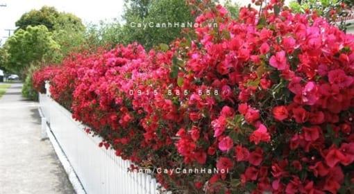 cây hoa giấy đỏ