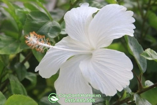 Hoa râm bụt trắng WhiteWings: Cánh hoa đơn, hoa to, màu trắng.